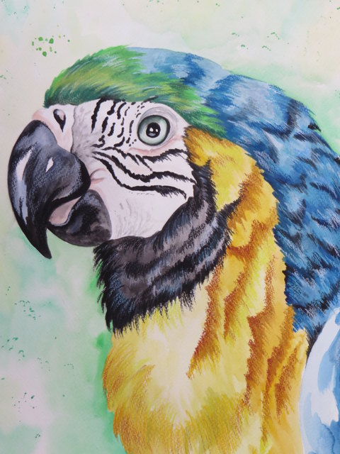 Die Auswahl an Vogelarten ist schier zahllos- und auch an Art und Technik der Malerei sind einem am "Zeichne einen Vogel Tag" keine Grenzen gesetzt