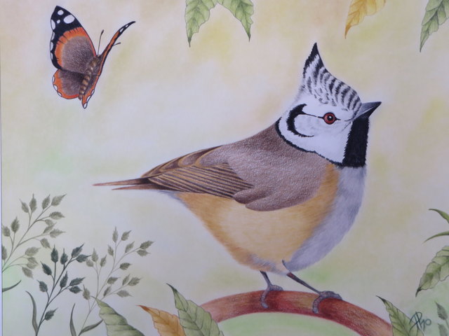 Der erste Vogel, der für die kleine Engländerin 1943 auf Papier gebannt wurde, war zwar ein Rotkehlchen, aber man darf sich heute natürlich zum Beispiel auch an einer Haubenmeise versuchen...