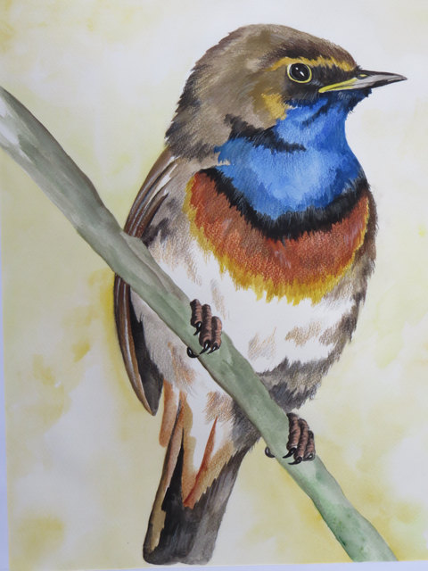 Oder wie wäre es mit einem Blaukehlchen? Das kann jeder malen, wie er will, nur Freude sollen er und andere daran haben...