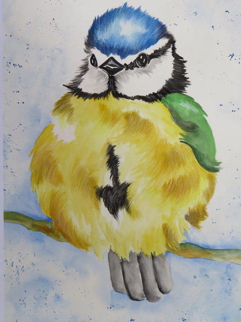 Herrlich bunt ist die Auswahl schon allein an heimischen Vogelarten. warum sich nicht mal am Malen einer Blaumeise versuchen?