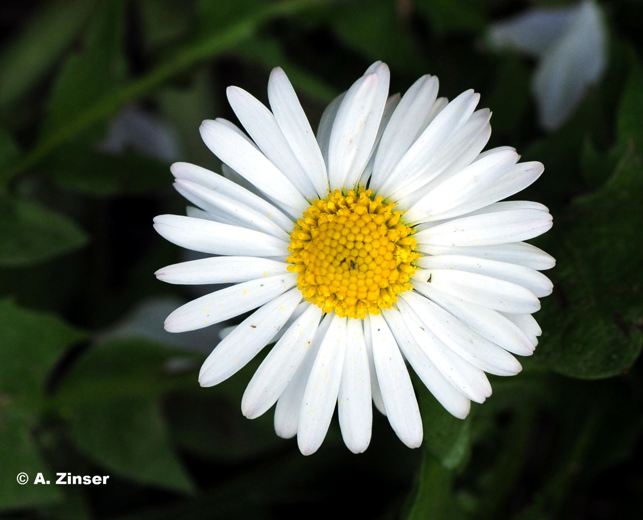 Sie Liebt Mich Sie Liebt Mich Nicht Blume www.meinbezirk.at