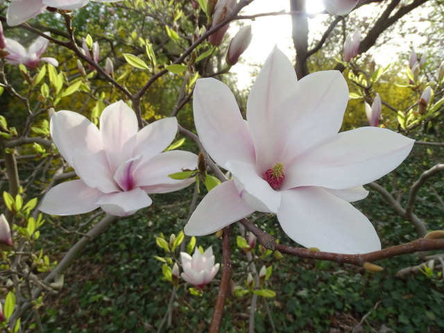 Tulpenbäume Kongresspark Wien