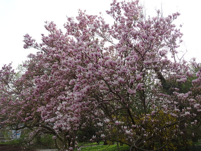 Tulpenbäume Kongresspark Wien