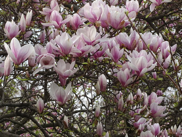 Tulpenbäume Kongresspark Wien