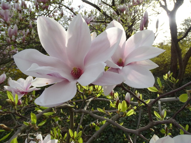 Tulpenbäume Kongresspark Wien