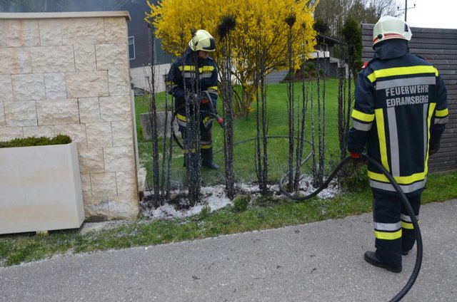 Die brennenden Thujen-Hecken konnte durch die Einsatzkräfte der Freiwilligen Feuerwehr Edramsberg rasch gelöscht werden. | Foto: FF Edramsberg