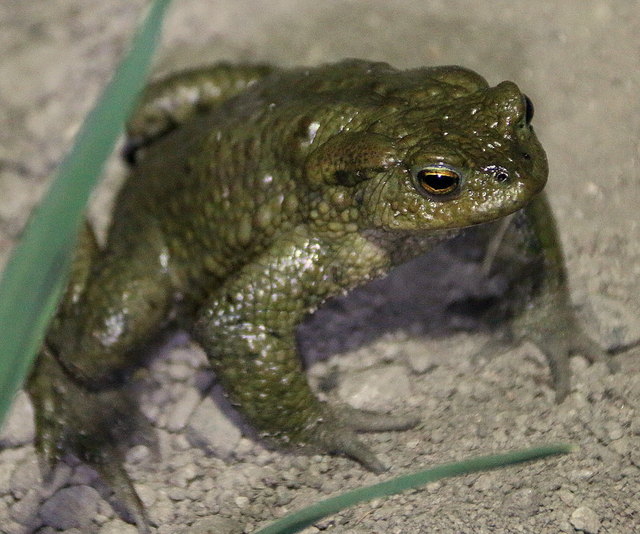 Ich bin ein "Kleiner Wasser od. Teichfrosch".