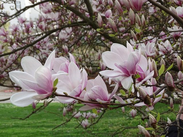 Tulpenbäume Kongresspark Wien