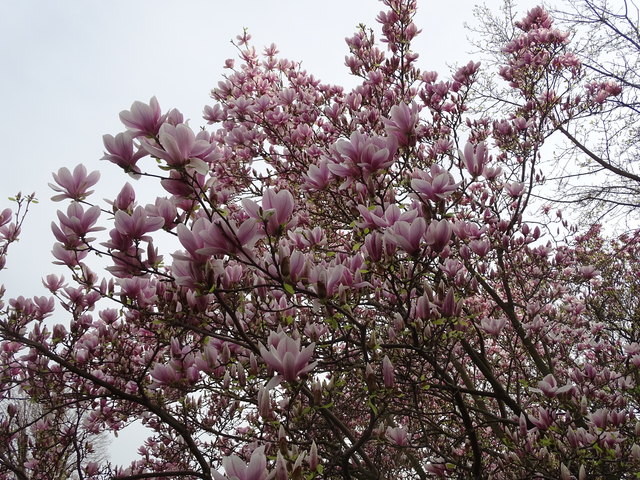 Tulpenbäume Kongresspark Wien