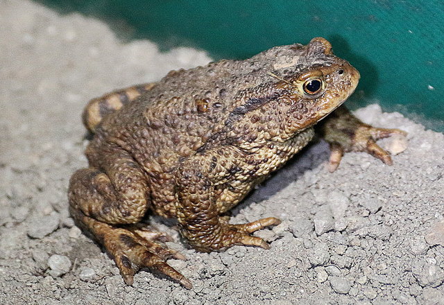 Ich bin eine "Erdkröte".