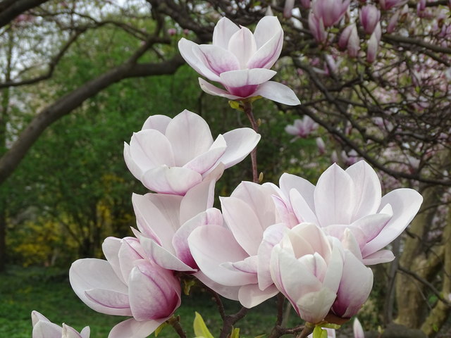 Tulpenbäume Kongresspark Wien