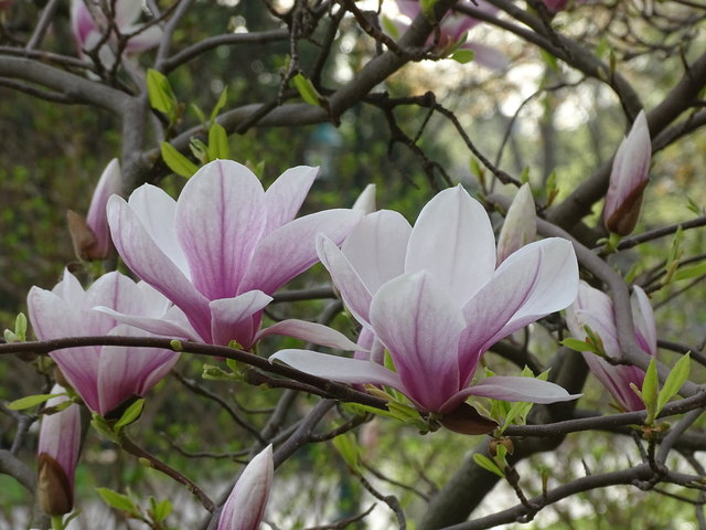 Tulpenbäume Kongresspark Wien