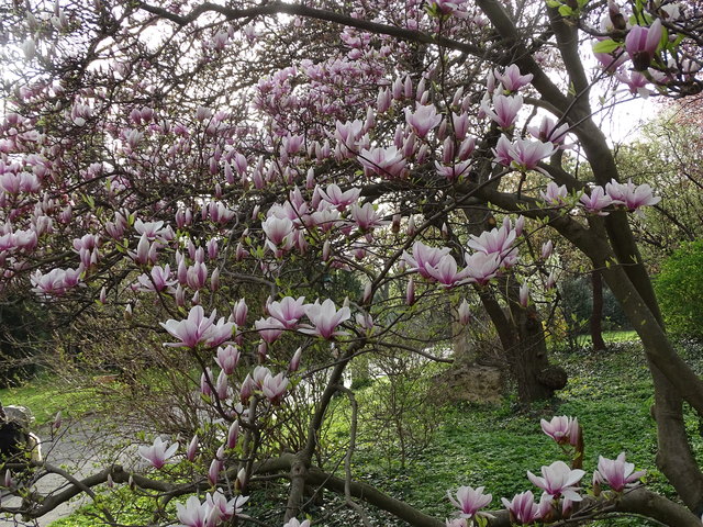 Tulpenbäume Kongresspark Wien