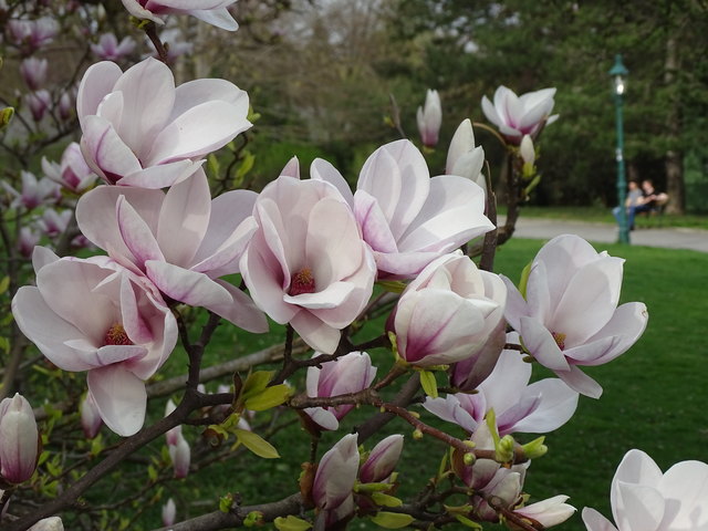 Tulpenbäume Kongresspark Wien