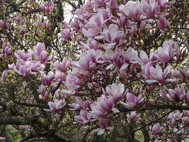 Tulpenbäume Kongresspark Wien