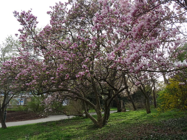 Tulpenbäume Kongresspark Wien