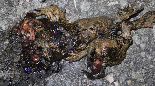 Das Ende vieler Amphibien auf dem Weg zum Laichgewässer.