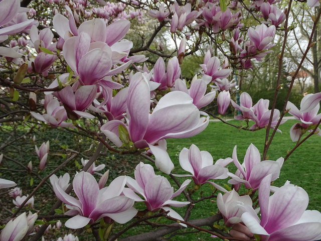 Tulpenbäume Kongresspark Wien