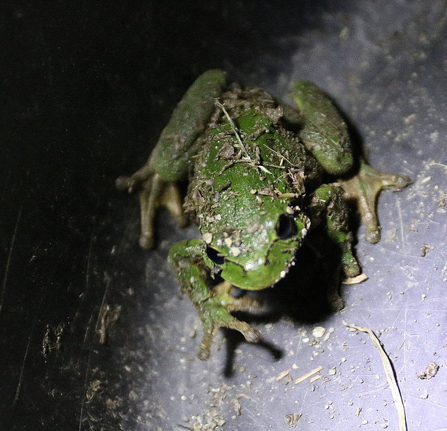 Ich bin ein "Laubfrosch".