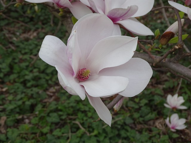Tulpenbäume Kongresspark Wien