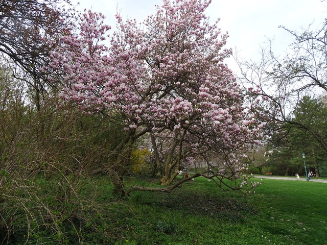 Tulpenbäume Kongresspark Wien