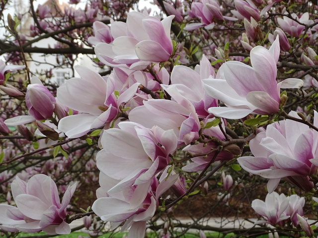 Tulpenbäume Kongresspark Wien