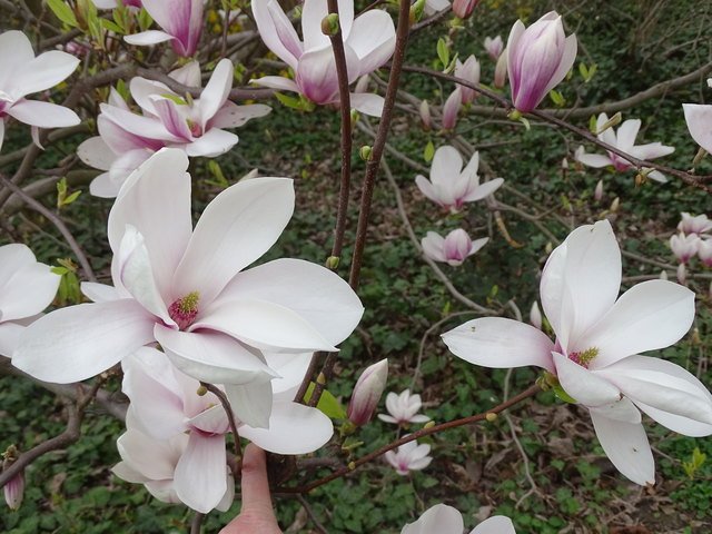 Tulpenbäume Kongresspark Wien
