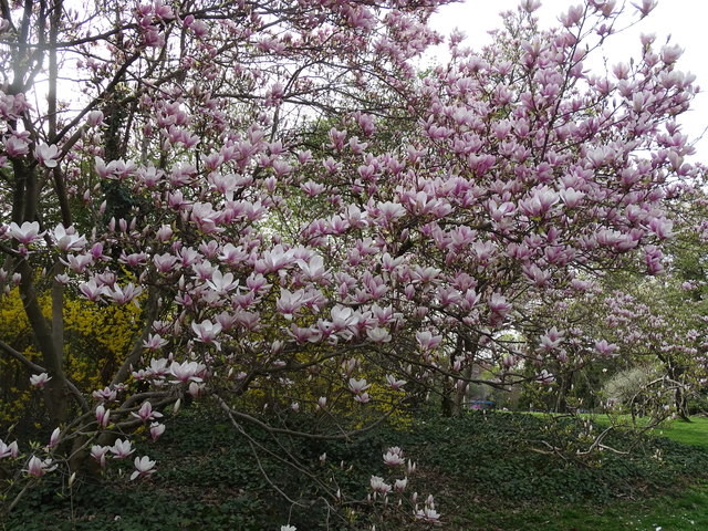 Tulpenbäume Kongresspark Wien
