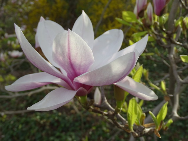 Tulpenbäume Kongresspark Wien