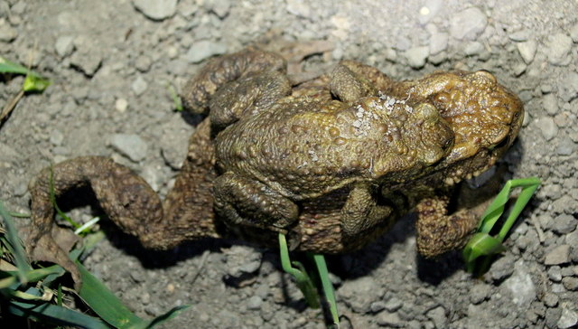 Mach ma "hoppa, hoppa Reiter".