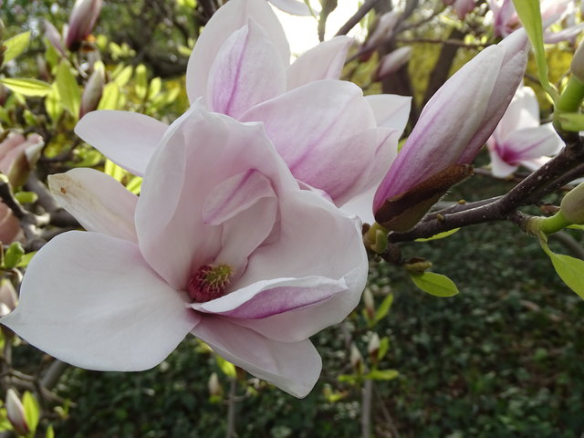 Tulpenbäume Kongresspark Wien