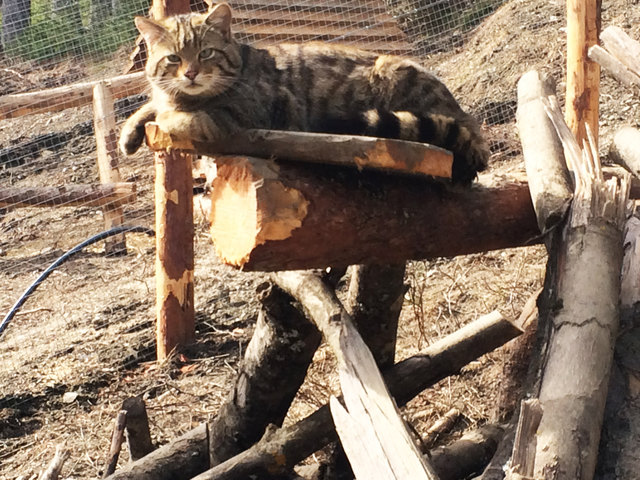 Am 22. April beziehen vier Fähen ihr neues Heim am Wilden Berg Mautern. | Foto: Sigi Prinz