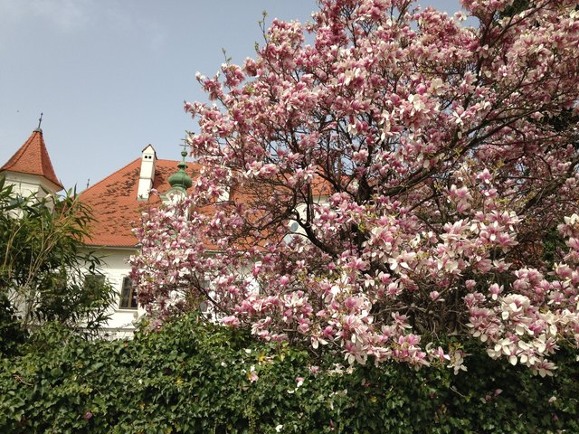 Eine Pracht ist dieser alte Magnolienbaum