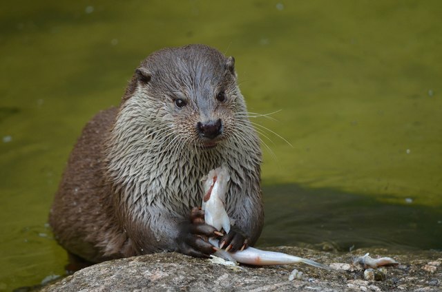 Der Fischotter bedroht die Existenz einiger Fischarten wie der Urforelle | Foto: KK/Pixabay