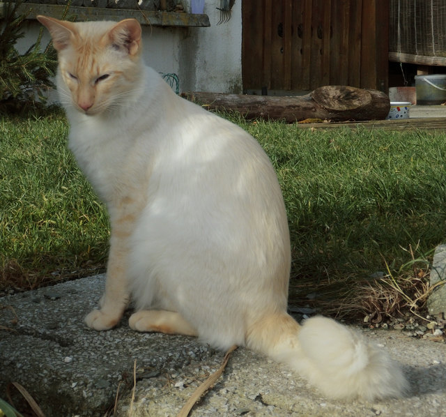 Wer hat den großen Halblanghaar Kater Calypso gesehen? | Foto: Seitinger