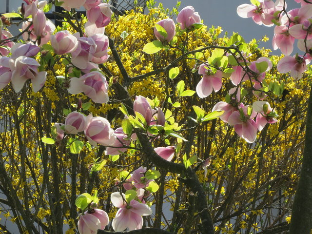 Tulpen-Magnolie mit Forsythie im Sonnenschein