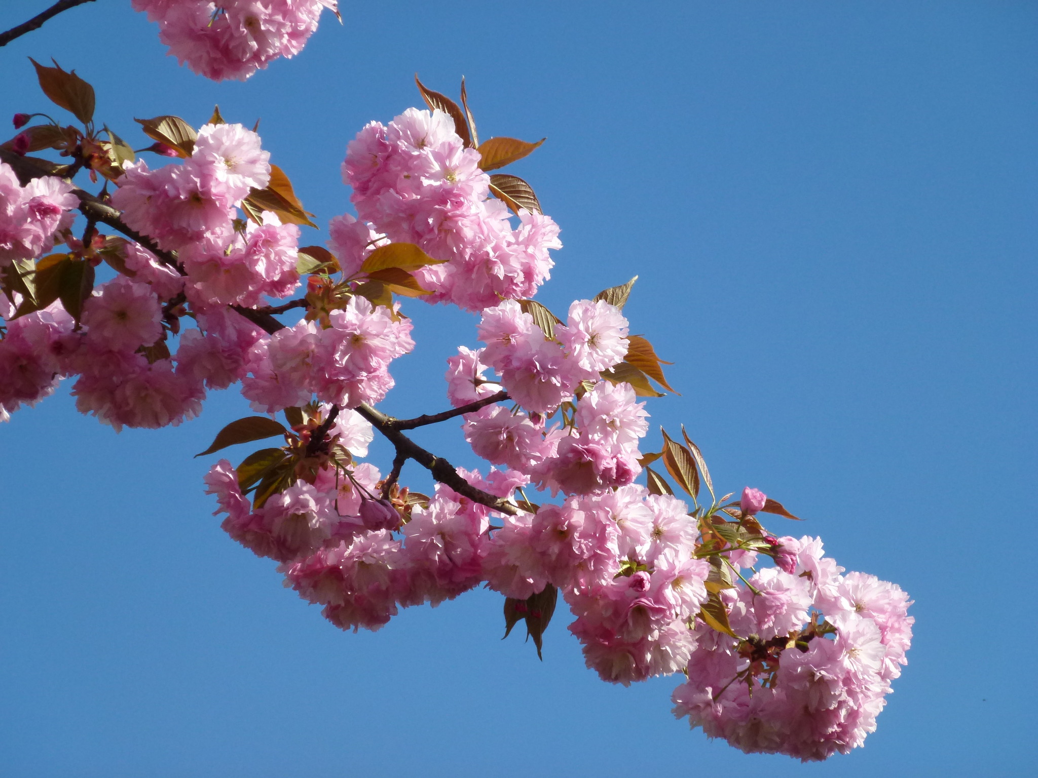 Mandelbaumblüten - Lavanttal