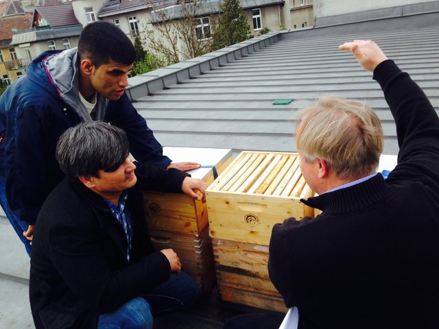 Thomas Hofer "naturparkimkerei" bereitet zwei afghanischen Flüchtlinge für den Imkerkurs in der VHS Hietzing vor.