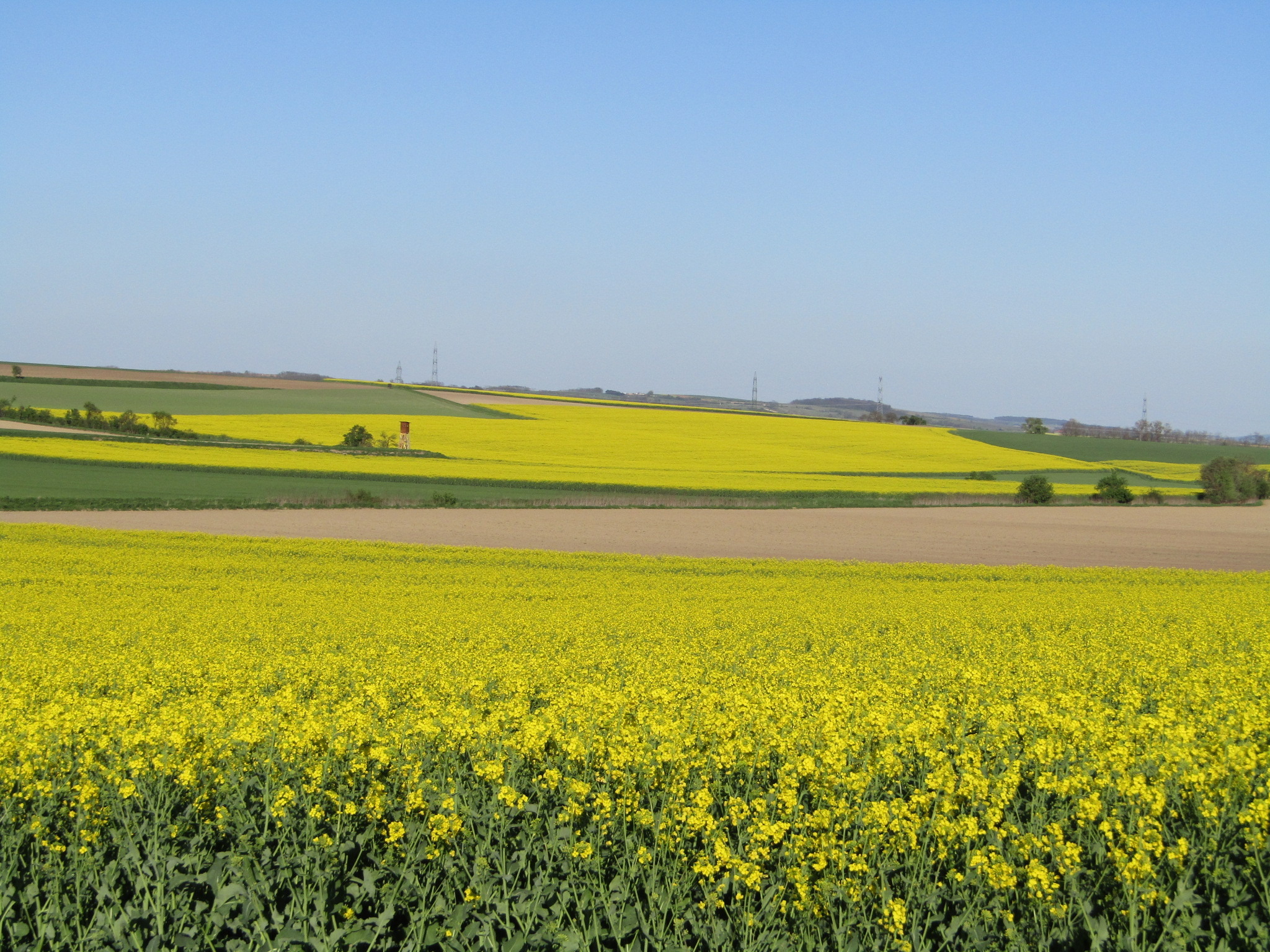 Die Rapsfelder in der Blüte ! Tulln