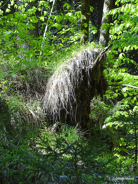 sieht doch aus wie ein Pferdekopf....man muss nur mit offenen Augen durch die Natur wandern