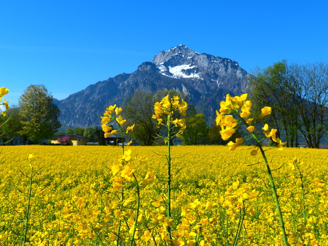 Der prächtige Raps scheint den Untersberg zu überwuchern...!