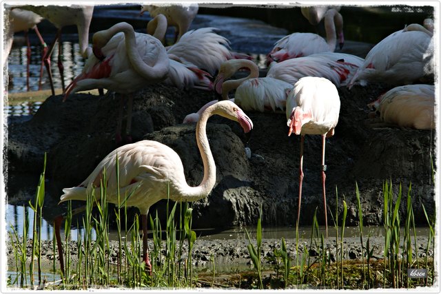 wie überall, die meisten stehen im Schatten der "Großen".