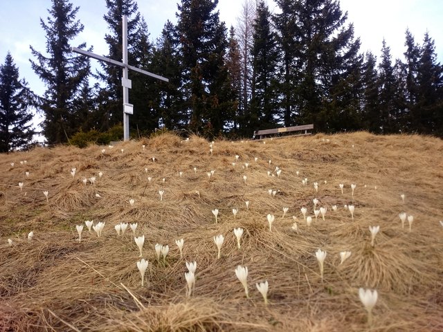 Auf der Gipfelwiese des 1.583 Meter hohen Flonings, auch hier beginnt es nun endlich, frühlingshaft zu werden.