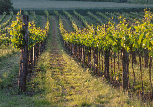 Mit Blick über die Weinberge kann man in den Döblinger Weinbergen ab sofort wieder seine Jause genießen. | Foto: MEV