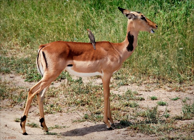 Eine Win-win-Strategie (englisch win für ‚Gewinn‘), auch als Doppelsieg-Strategie bekannt, hat das Ziel, dass alle Beteiligten und Betroffenen einen Nutzen erzielen. Diese Impala-Gazelle profitiert von den Vögeln, da diese lästige Parasiten entfernen und 