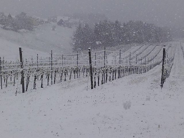 Der Weingarten von Franz Herbst am 27. April. Ohne Worte. | Foto: KK