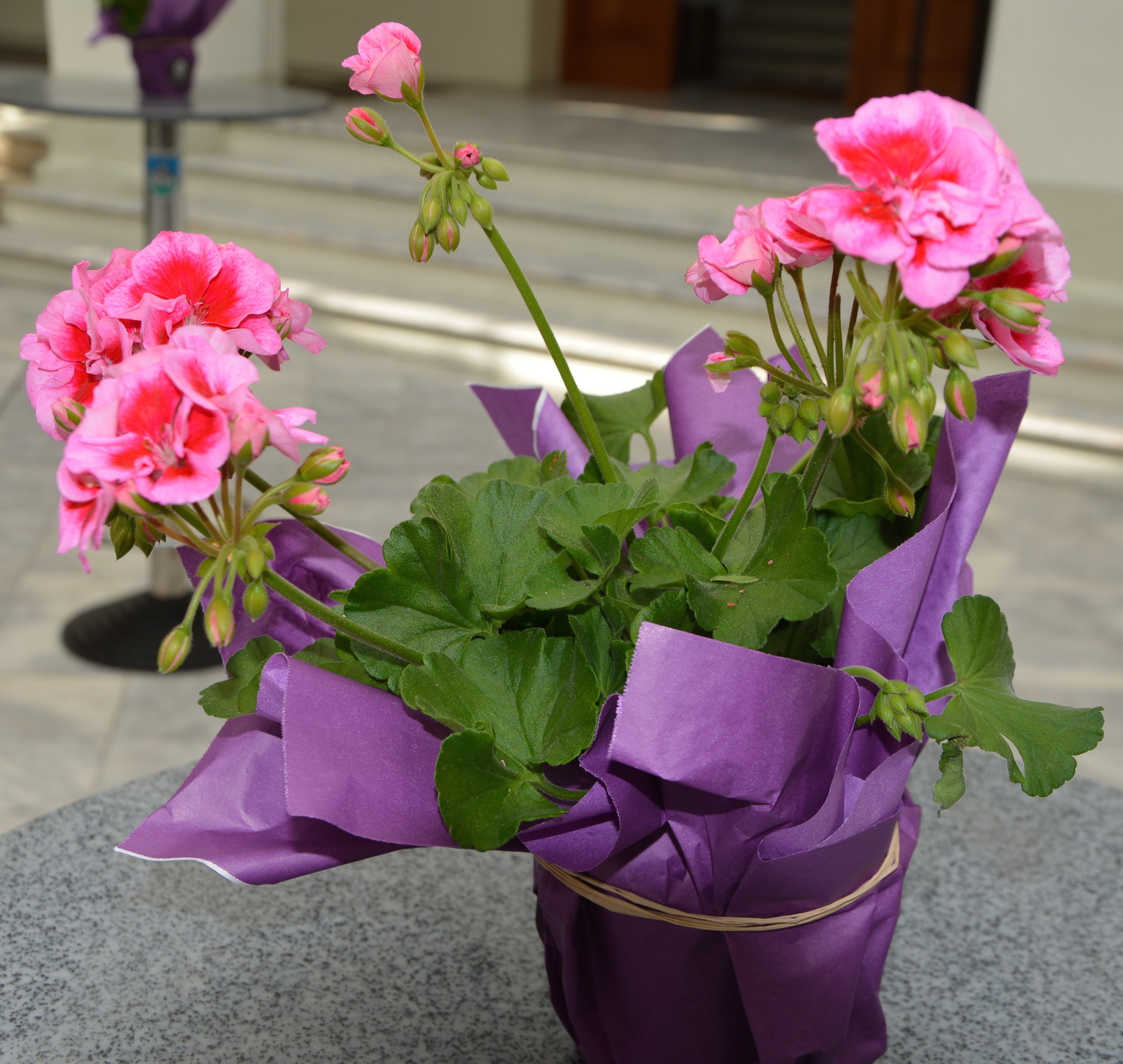 Wer hat die schönsten Blumen? Feldkirchen