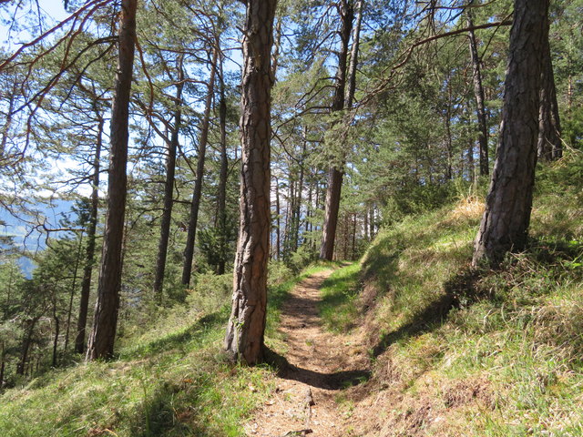 Mal mehr, mal weniger steil geht es auf dem Schlosssteig durch einen lichten Föhrenwald den Zirler Berg hinauf