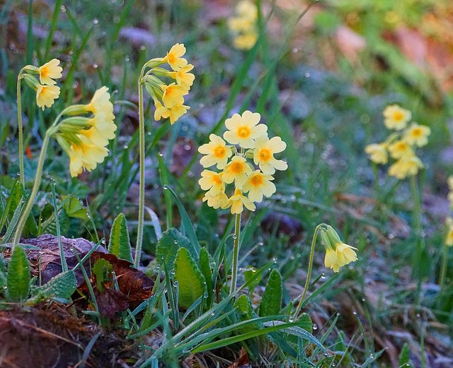 Blume des Jahres 2016 Thema auf meinbezirk.at