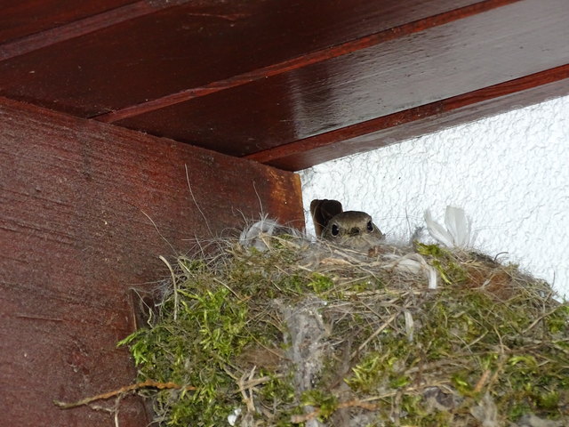 in den nächsten Tagen wird das Rotschwänzchen Mama